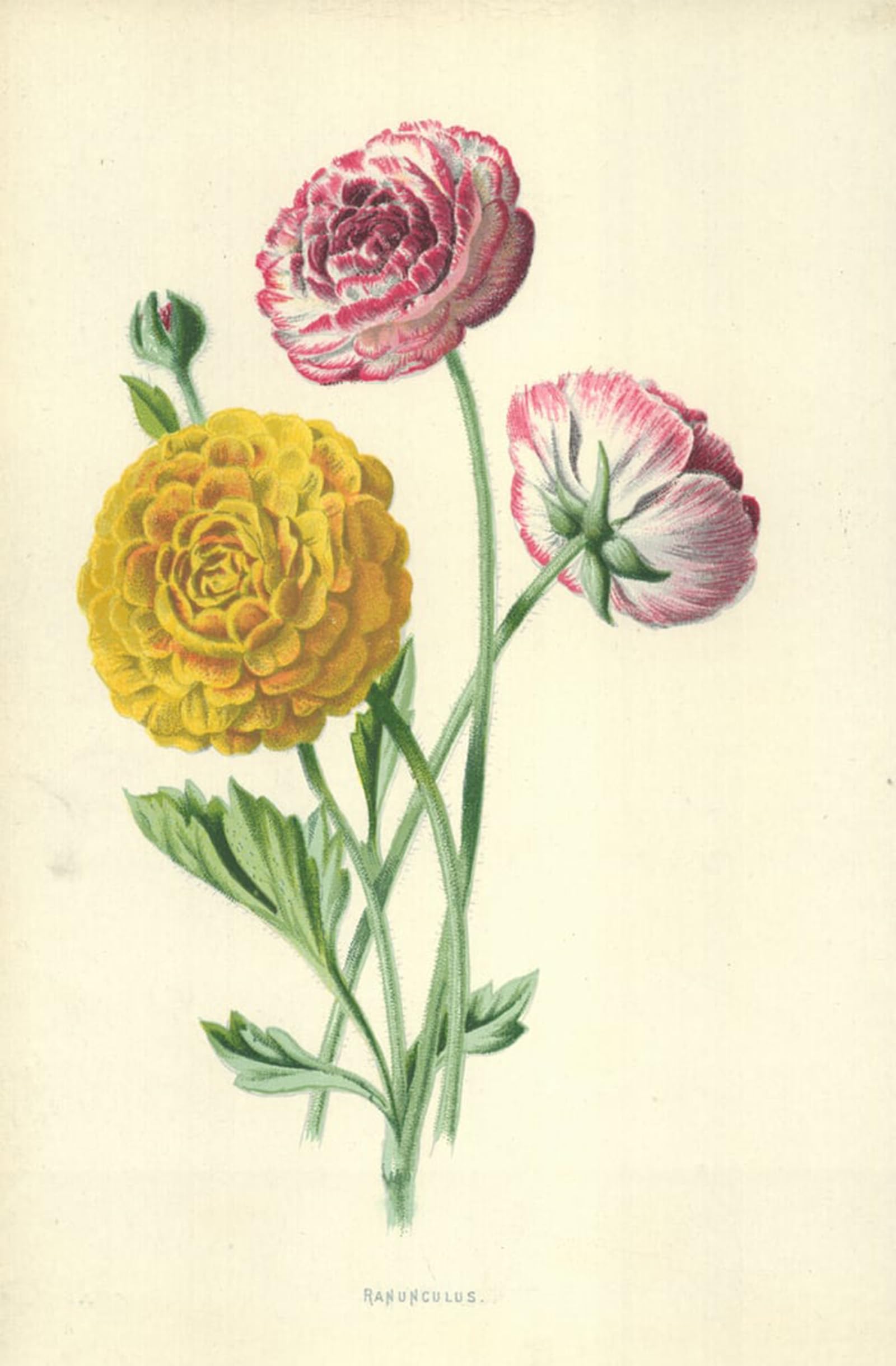 SERENDIPITP Abstract Painting Mural Print Picture Wall Decor Painting Ranunculus by Frederick Edward Hulme Vintage Wall Artwork for Home Decor 60x90cm