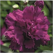 Dianthus Dinamic Violet- 6 Starter Plants Dazzling Dianthus Vibrant Bedding Plants. Ready for pots