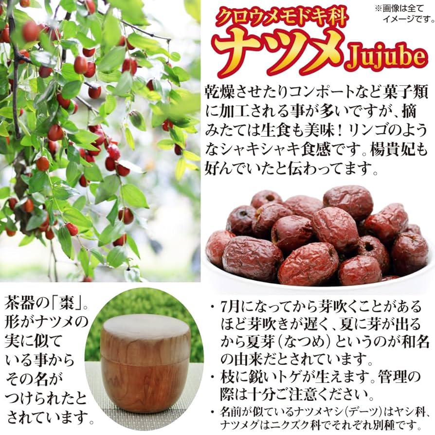 シロイ月です。リンゴナツメ　５年生苗 シロイ月です。リンゴナツメ 5年生苗 リンゴナツメ 5年生苗