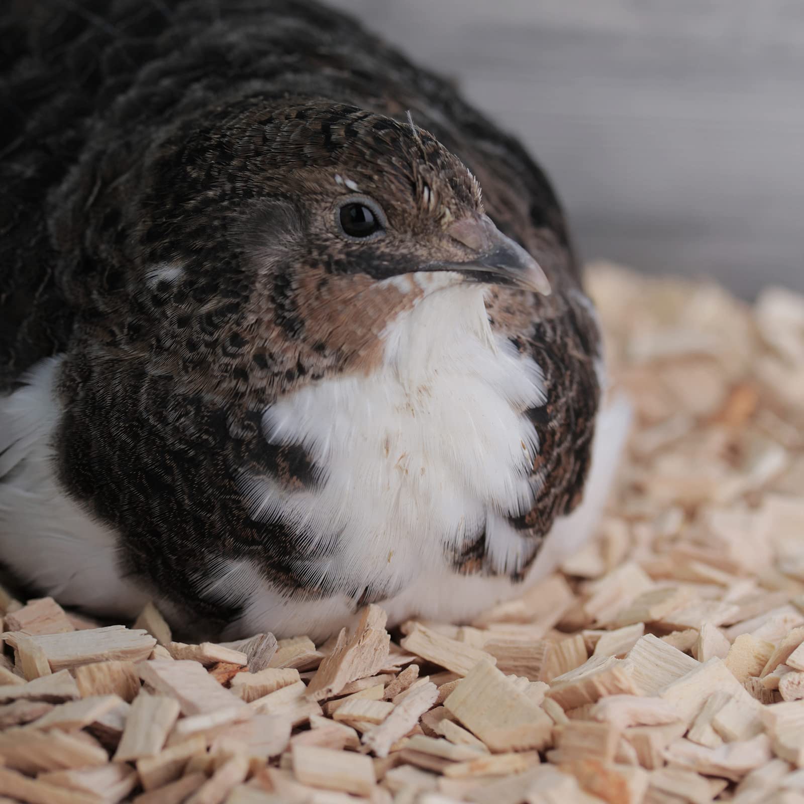 federgold Buchenhack Einstreu 3,8kg Naturstreu für Geflügel | Staubarm & rutschfest für Küken, Wachteln & Hühner