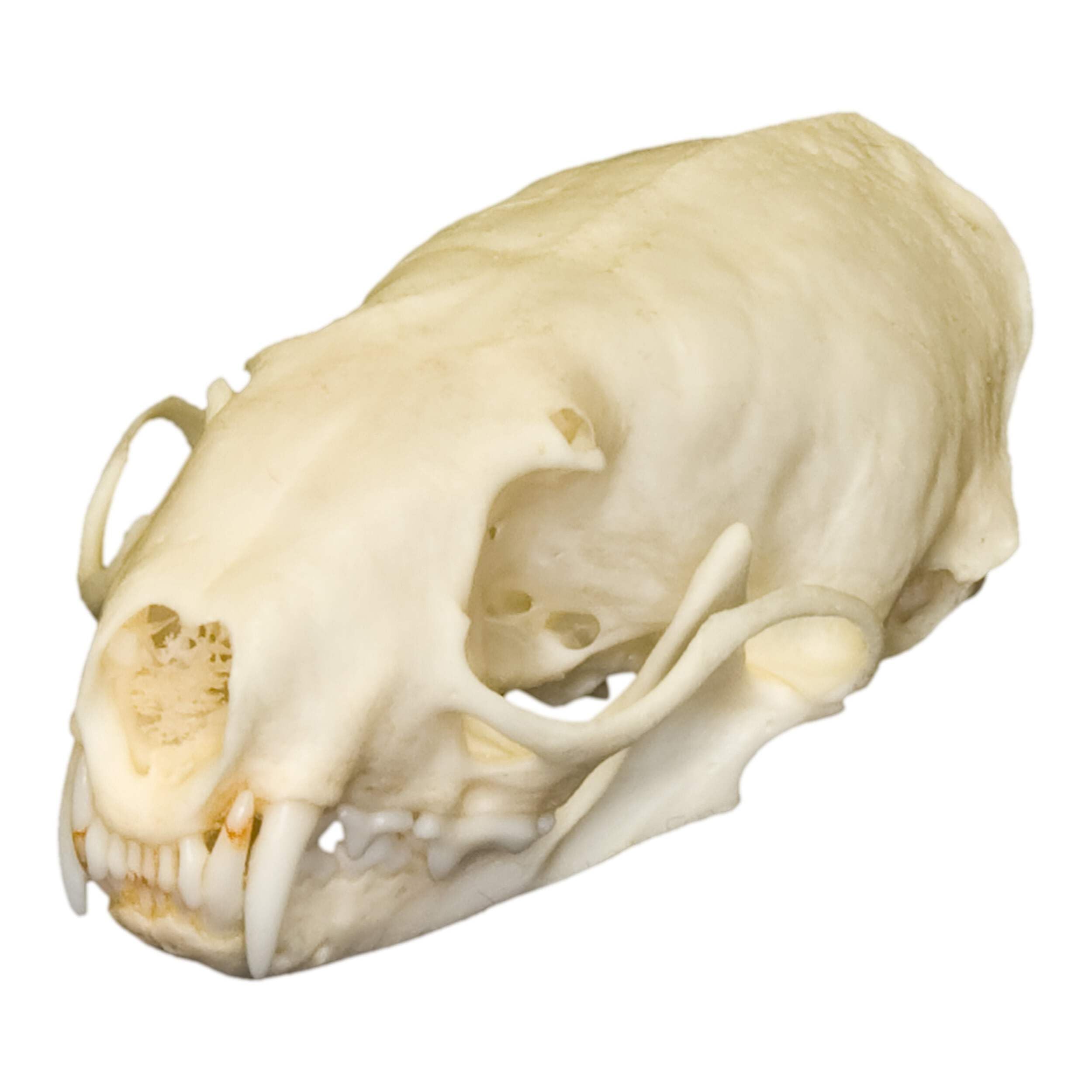 Skulls Unlimited Real Small Animal Skull Specimens - Educational Osteology Display – Multiple Species Available Skulls Unlimited Real Weasel Skull – Small Mammal Osteology Specimen