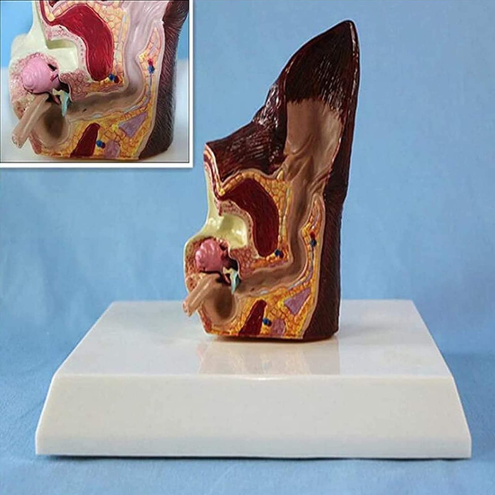 Model anatomiczny psa psa ucha biologia organów zwierząt pomoc edukacyjna i materiały edukacyjne dla studentów medycyny i nauki