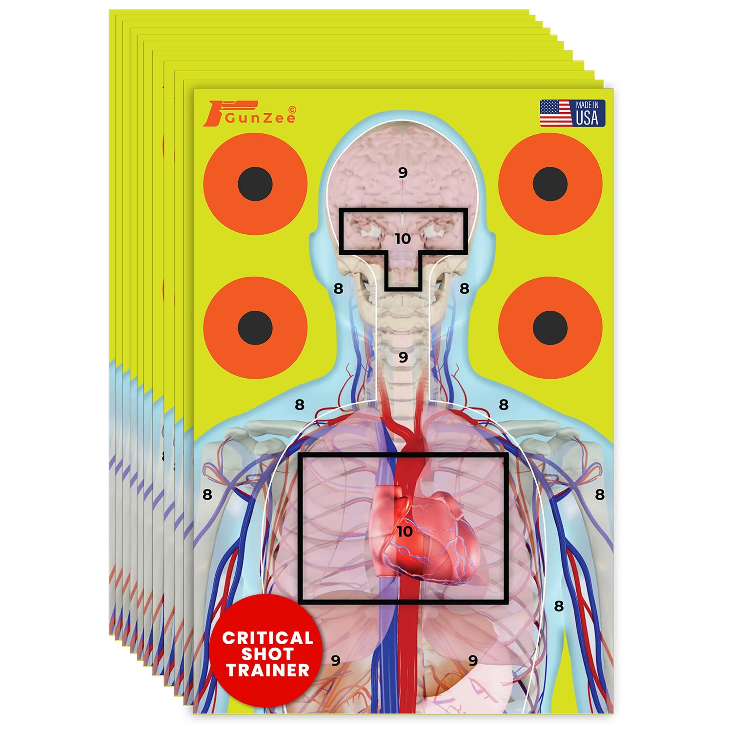 GunZee Anatomical Shooting Targets, Paper Anatomy Targets for Shooting Range, Ideal for Handgun, Airsoft Pistol, Rifle, BB Gun, Pellet Gun Practice, Tactical &amp; Self-Defense Training