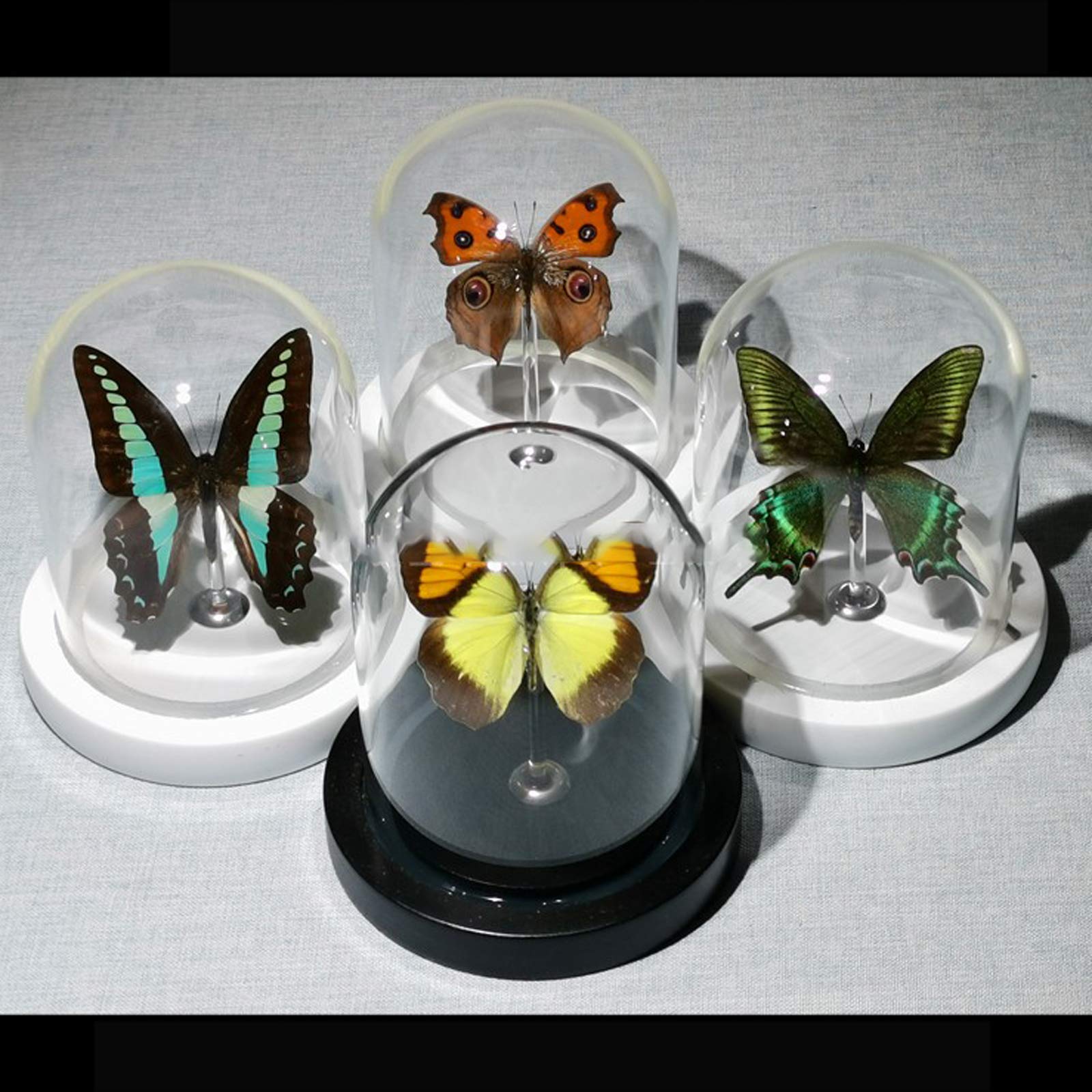 蝶とトンボ55年標本現状品のみ写真がご確認してくださいケース約35x26x6cm 95歳の祖父がつくったトンボ・蝶の標本箱をもらってくれる方いま