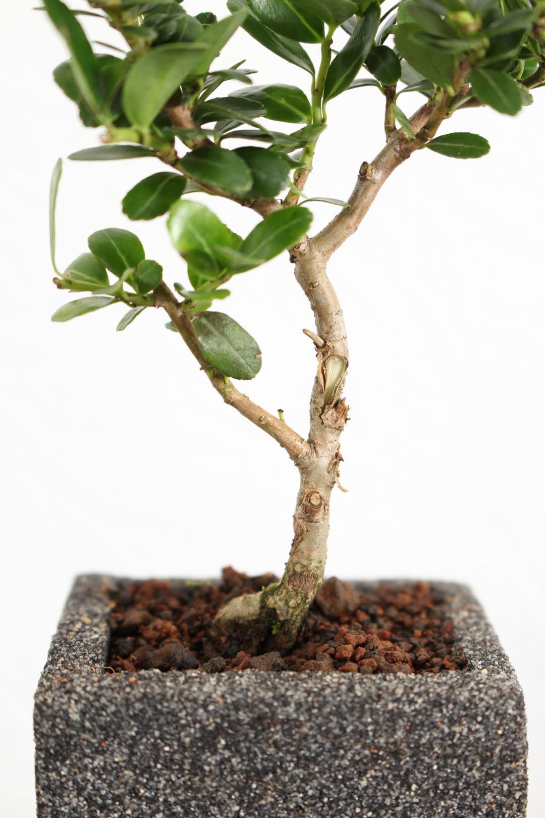 Amazon｜盆栽 雲竜ツゲ 3号 陶器 受け皿付き【観葉植物 塊根植物