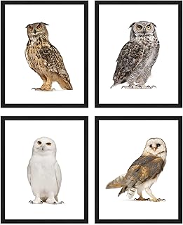 Owl Wall Art Owl Wall Decor - Set of 4 (8x10) Cute Owl Art Bird Art, Animal Poster Set Owl Print, Owl Animal Wall Art Owl Art Wall Decor - Bathroom Bedroom Owl Artwork - UNFRAMED
