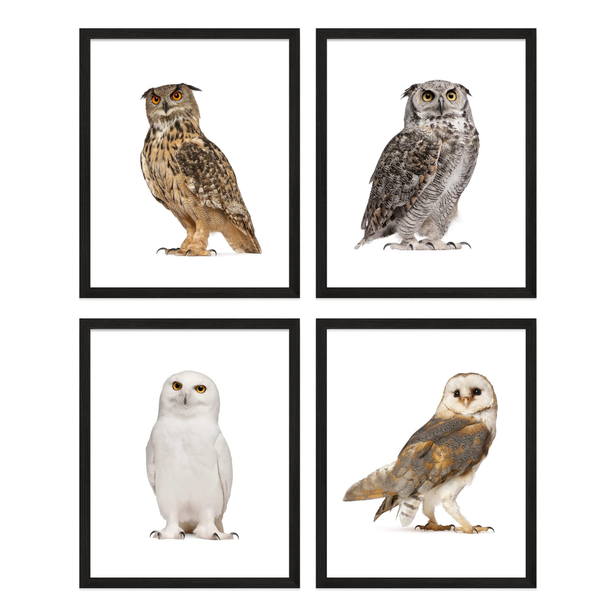 Insire Owl Wall Art Owl Wall Decor - Set of 4 (8x10) Cute Owl Art Bird Art, Animal Poster Set Owl Print, Owl Animal Wall Art Owl Art Wall Decor - Bathroom Bedroom Owl Artwork - UNFRAMED