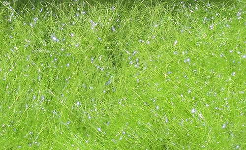 Miniatura 8 de Hareline Fly Tying Ice Dub – Flashy Synthetic Dubbing for Nymphs, Streamers, Steelhead & Salmon Flies Cobre,Martín pescador azul,MINNOW BELLY,Marrón