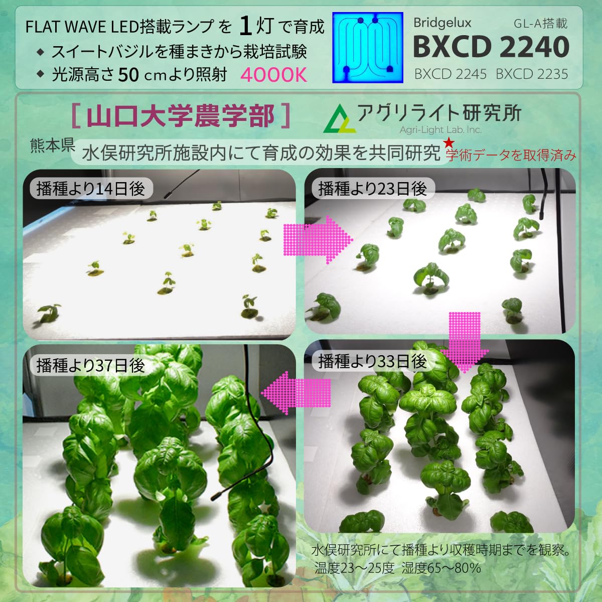 Amazon.co.jp: HaruDesign 植物育成ライト GL-A 4K ブラックボディ