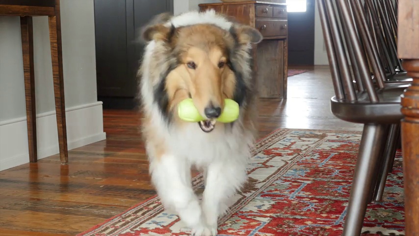 West Paw Zogoflex Qwizl Interactive Treat Dispensing Dog Puzzle Treat Toy for Dogs, Granny Smith, Large - image 5