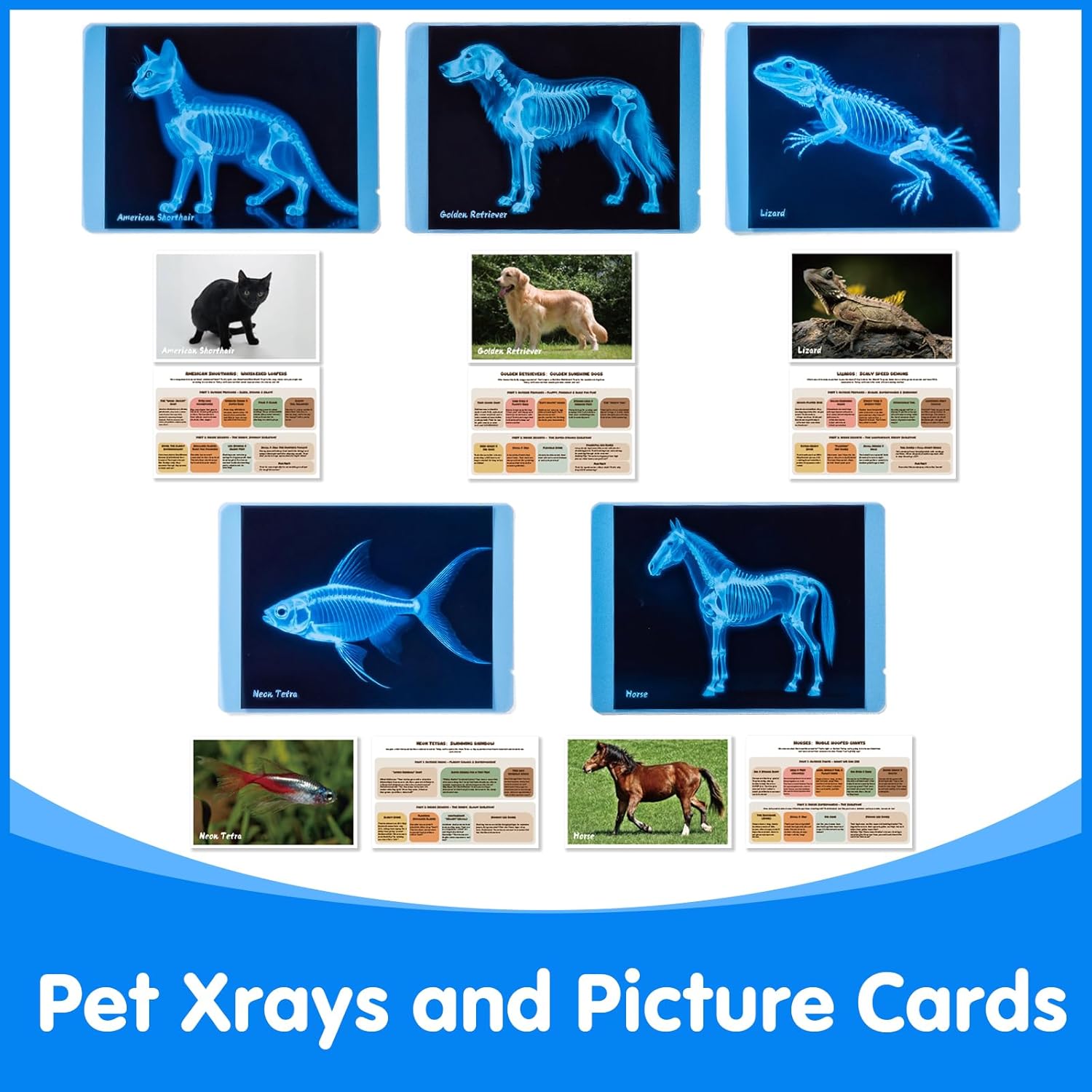 Pet Series Animal Xrays for Kids - Pet X-Rays Set, Light Table Manipulatives, Veterinarian Play Set & Dramatic Play Vet Clinic
