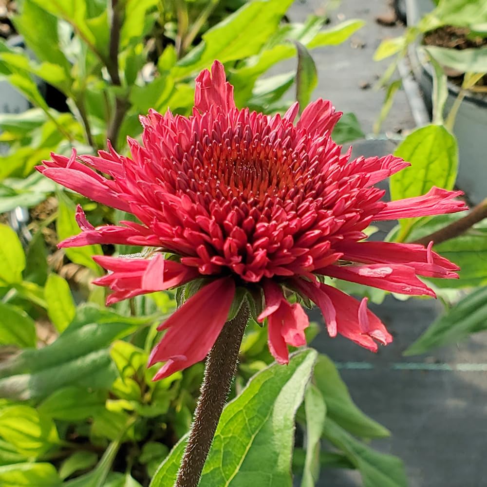 Proven Winners Echinacea Raspberry Beret Coneflower