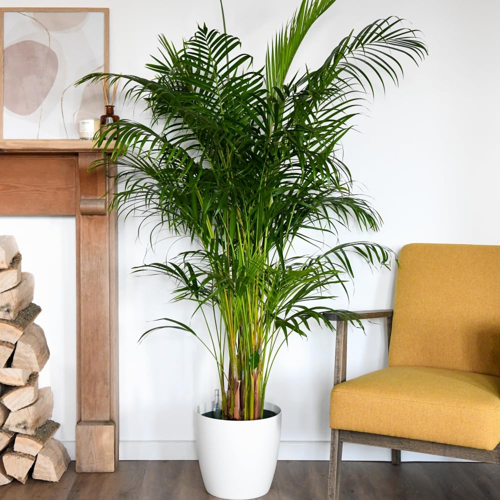 Dypsis lutescens in Hydro Pot - Tender Perennial - Soil Free Houseplant - Easy to Care for - Display in Any Room - 1x 27cm Peat-Free Hydro Pot by Thompson and Morgan