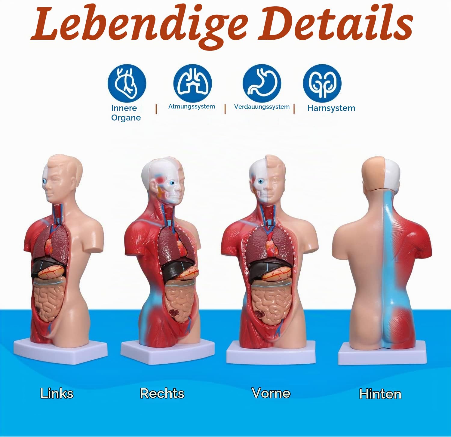 Menschliches Körpermodell 28Cm, Anatomische Medizinische Innere Organe 15 Stücke Human Torso Anatomie-Modell Mit Herzkopf-Gehirn-Skelett-Modell Für Den Unterricht Kinder Anatomie-Bildung