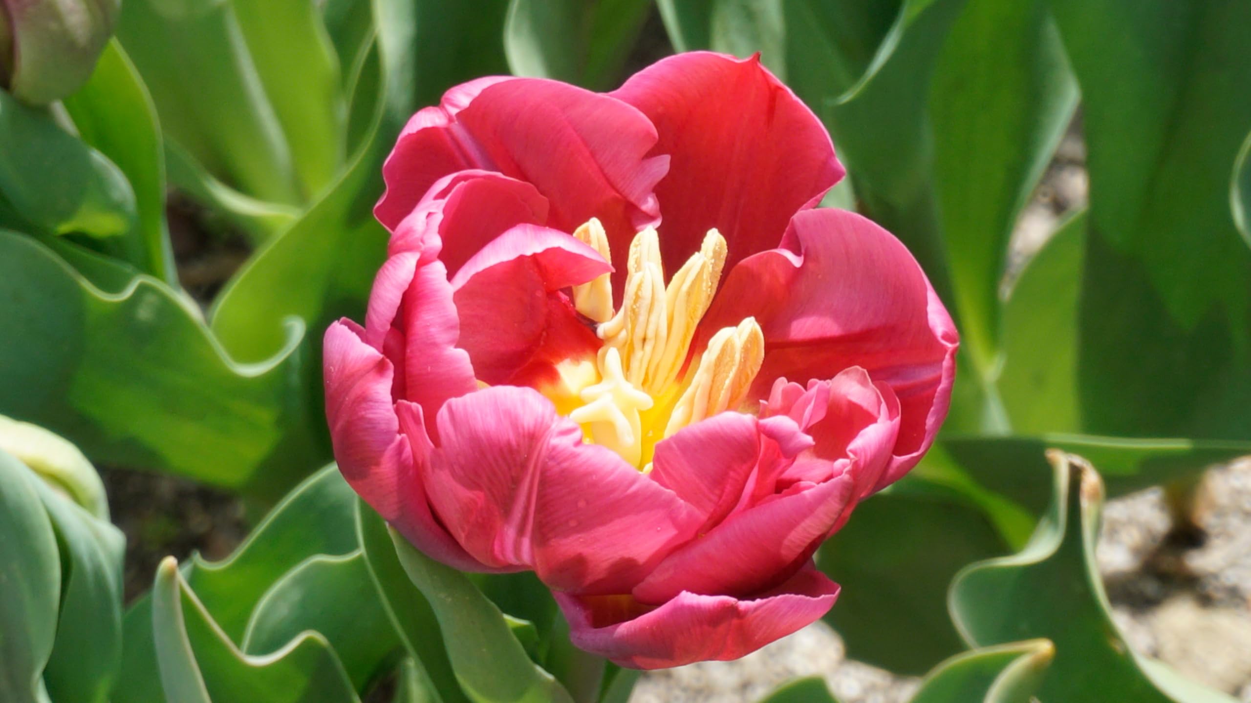 Lincolnshire Pond Plants Ltd - Allium Eros Plant Bulb x5 — view 16