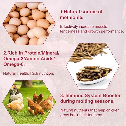 Miniatura 4 de DE AVILA Larva de mosca negra seca de 10 libras larvas BSF 100 naturales sin OMG 85 veces más calcio que los gusanos de harina golosinas altas en