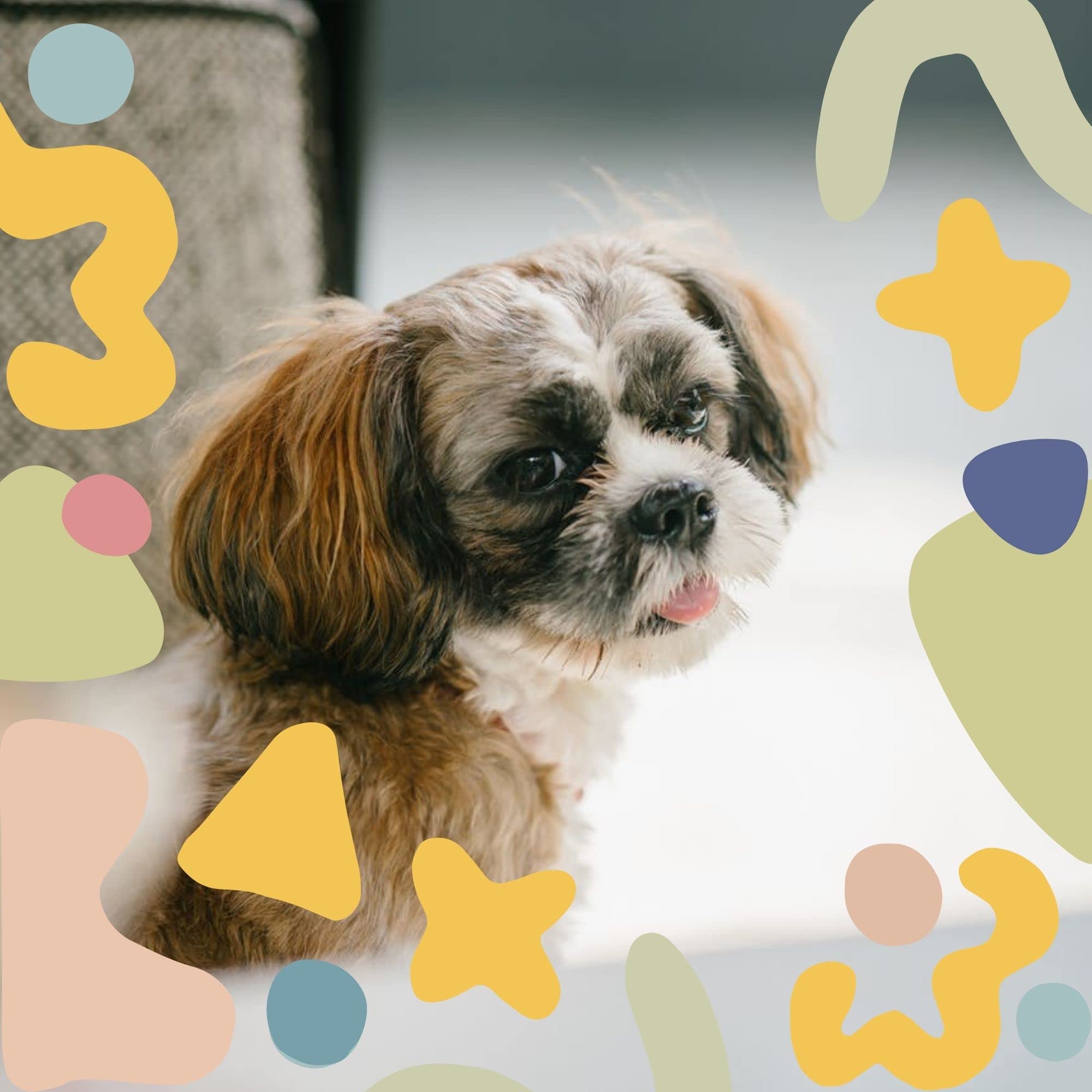 Songs for Dogs to Sleep To