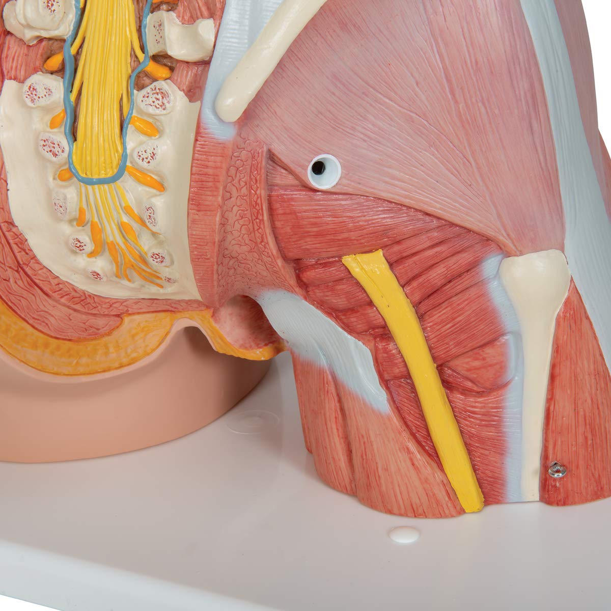 3B Scientific B40 Modelo de anatomía humana Torso de Lujo Con Músculos, 31 Partes + software de anatomía gratuito - 3B Smart Anatomy