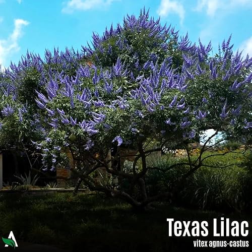 Miniatura 5 de Semillas Texas Lilac (Vitex, árbol casto), 100 unidades, Vitex Agnus-castus
