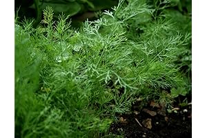 Ohio Heirloom Bouquet Dill Herb Seeds: Nature's Culinary Secret