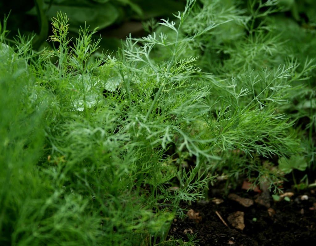 Ohio Heirloom Bouquet Dill Herb Seeds, 1,300+ Non-GMO Seeds for Easy Growth. Perfect for Pickling, Salads. Ideal for Outdoor, Indoor, and Hydroponic Planting in Home Vegetable Gardens
