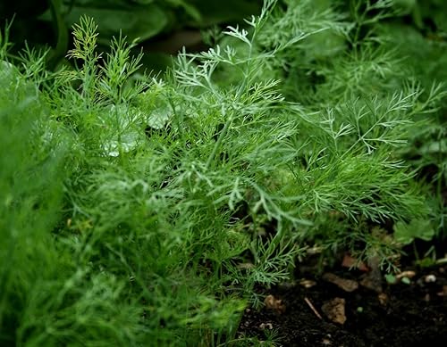 Dill Herb Seeds- Bouquet- 1300 Semillas