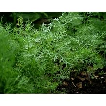 Ohio Heirloom Bouquet Dill Herb Seeds, 1,300+ Non-GMO Seeds for Easy Growth. Perfect for Pickling, Salads. Ideal for Outdoor, Indoor, and Hydroponic Planting in Home Vegetable Gardens