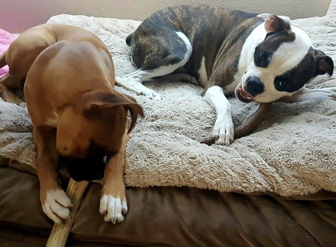 Antler Man Premium Deer Antler Pieces - Dog Chews - Sold by The Pound