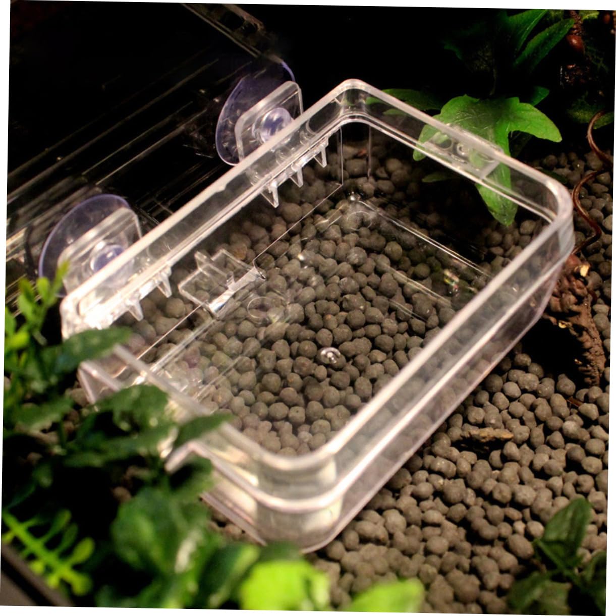 BESPORTBLE 6pezzi Ciotole Trasparenti per Rettili per Lucertole e Gecko Accessorio Pratico Piante Terrario e Animali Domestici