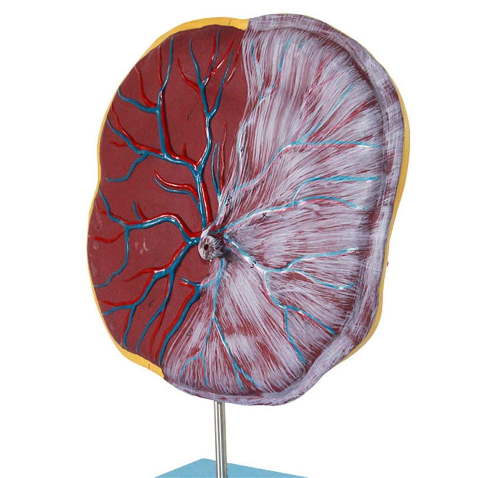 Scientific Human Anatomy - Modelo de placenta y cordón umbilical, equipo médico, modelo de anatomía humana, ayuda de formación educativa médica
