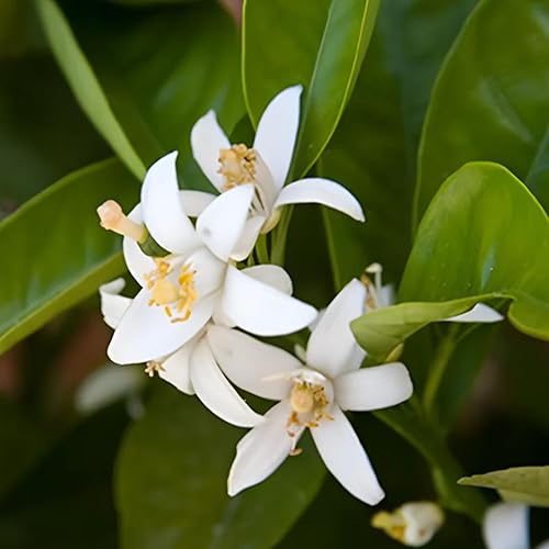 Miniatura 6 de Estee Lauder Aliage Sport Eau de Parfum Spray 1.7oz1.7 fl oz