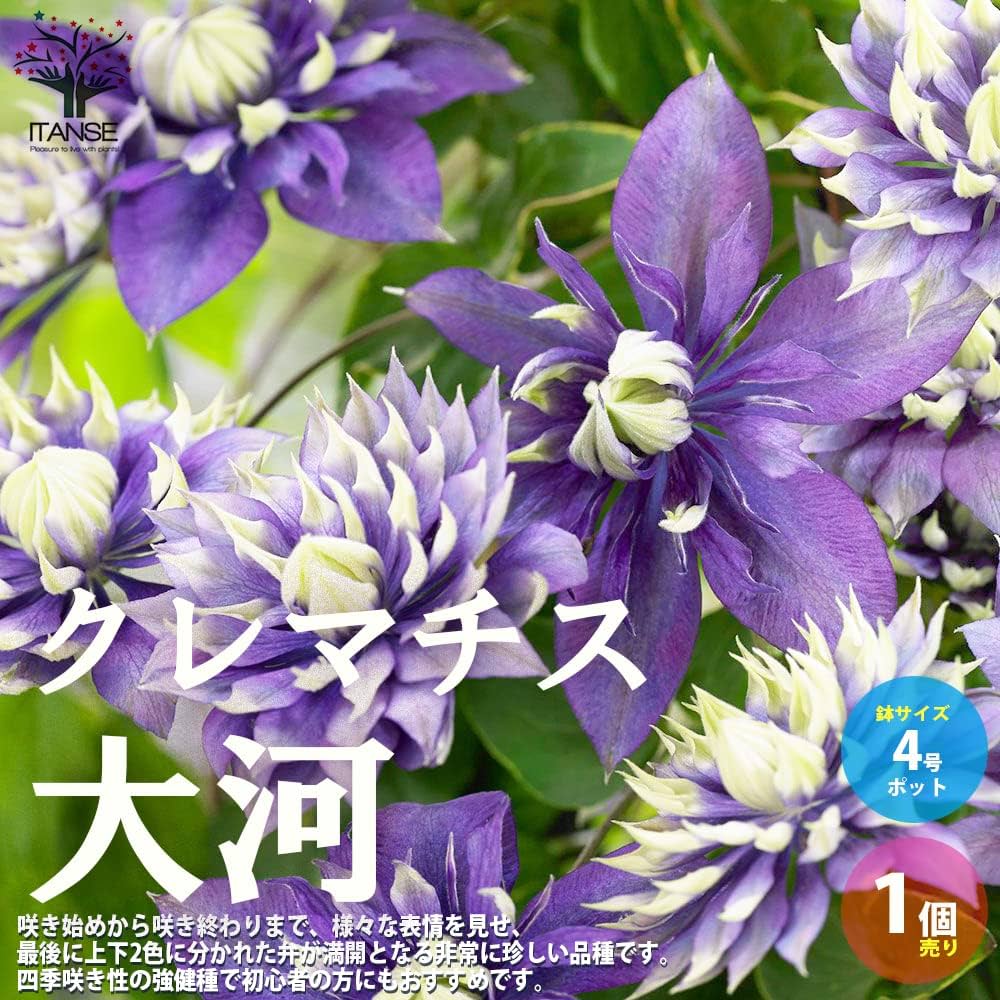 71x6Txjp8BL._AC_UF1000,