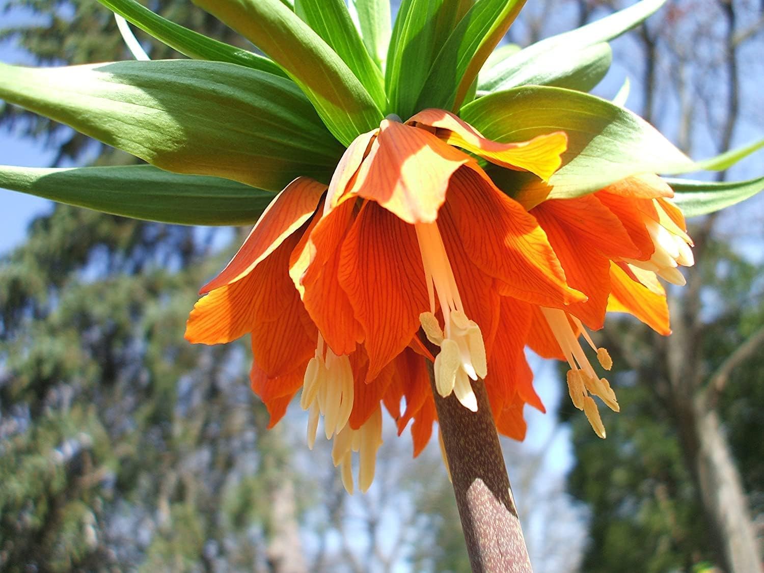 CZ Grain Fritillaria Imperialis Rubra Maxima