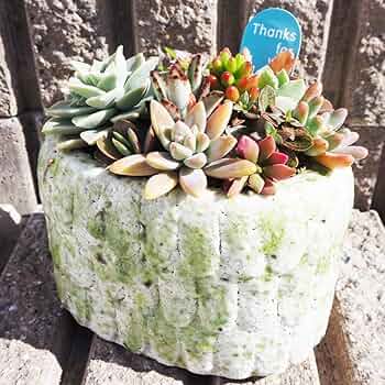 Amazon.co.jp: ITANSE 多肉寄せ植え フリルズ グリーン 1個売り