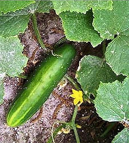 Miniatura 1 de Semillas de pepino - Straight 8 - Una de las variedades de pepino más populares