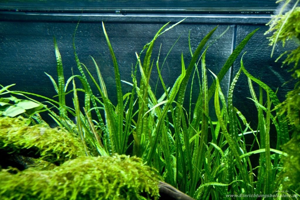 Cryptocoryne Balansae – 1 bouquet – Plante vivante pour aquarium