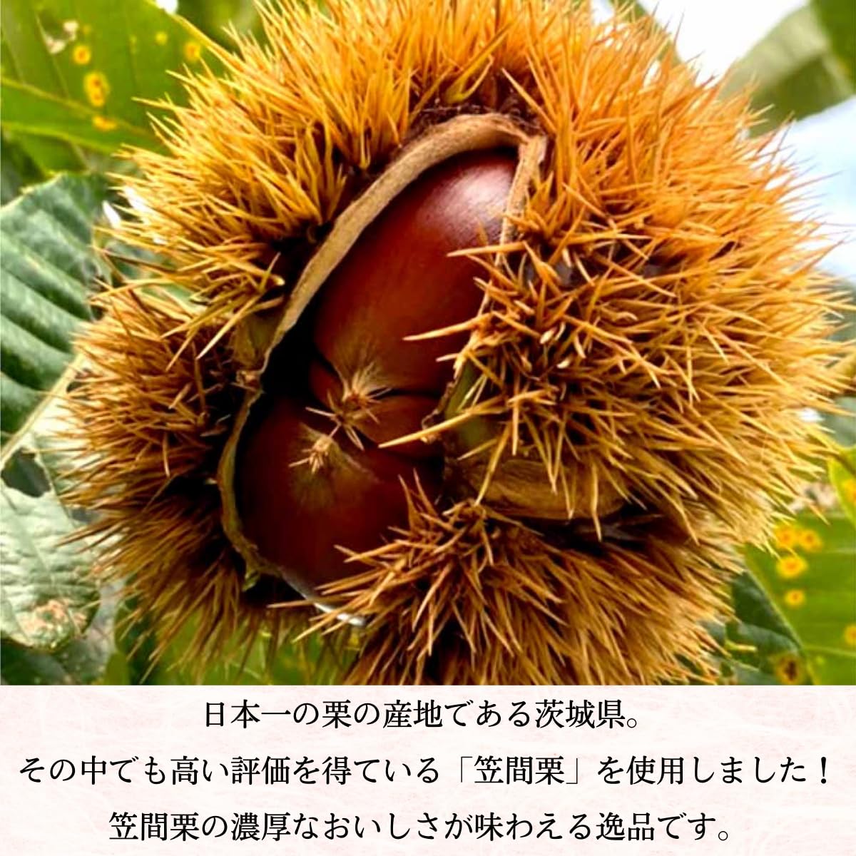 Amazon.co.jp: [亀じるし 公式] 笠間栗のパイまんじゅう（5入） パイ 