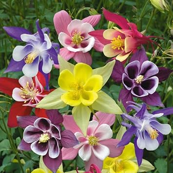 Seeds Columbine Aquilegia McKannas Giant Mix Grannys Bonnet Perennial Indoor Garden Flowers for Planting Non GMO