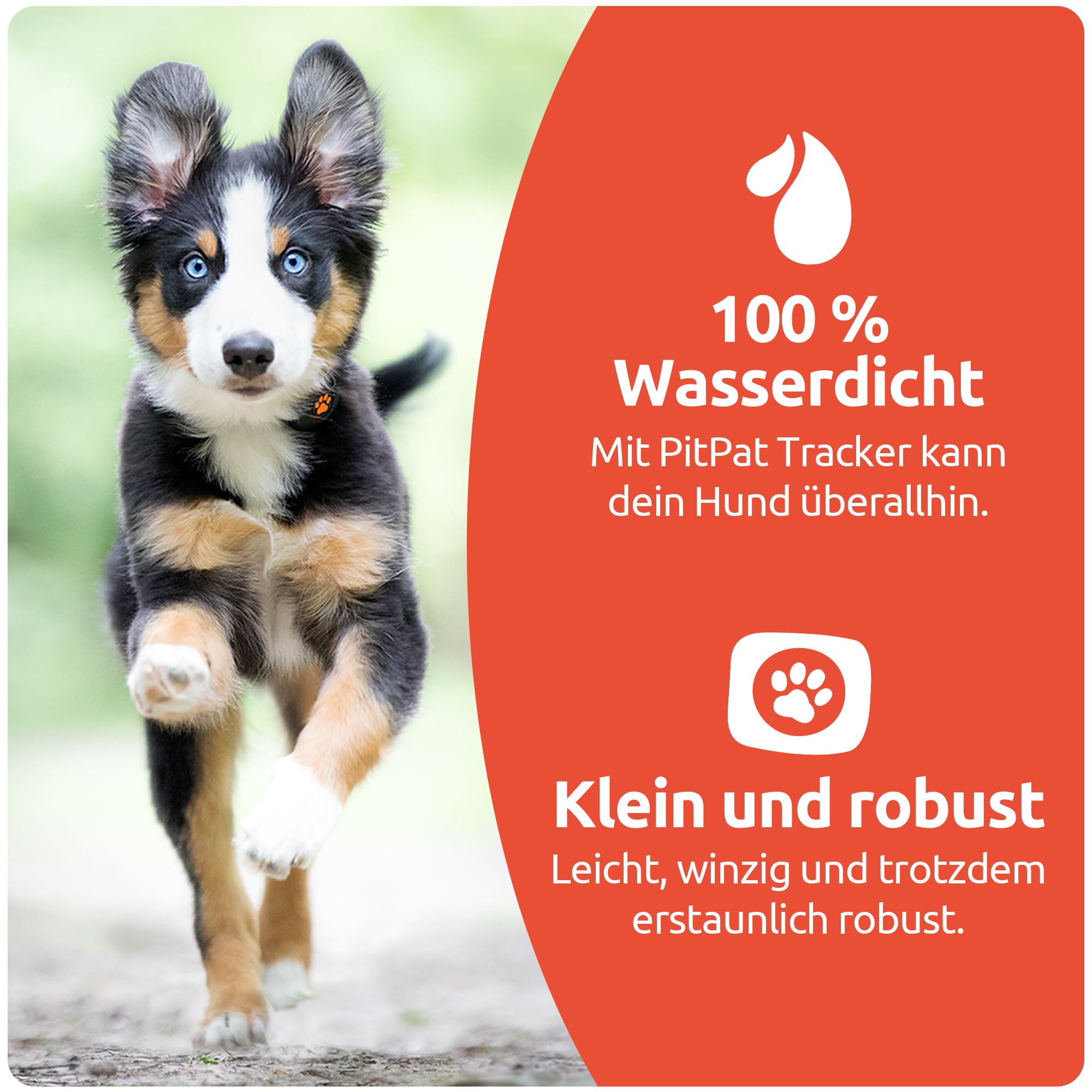 PitPat Aktivitäts & Fitness Tracker für Hunde (ohne GPS) – kein Aufladen oder Abo erforderlich – Geeignet für alle Hunde und Halsbänder – Intelligenter Haustier Aktivitätstracker – 100 % wasserdicht