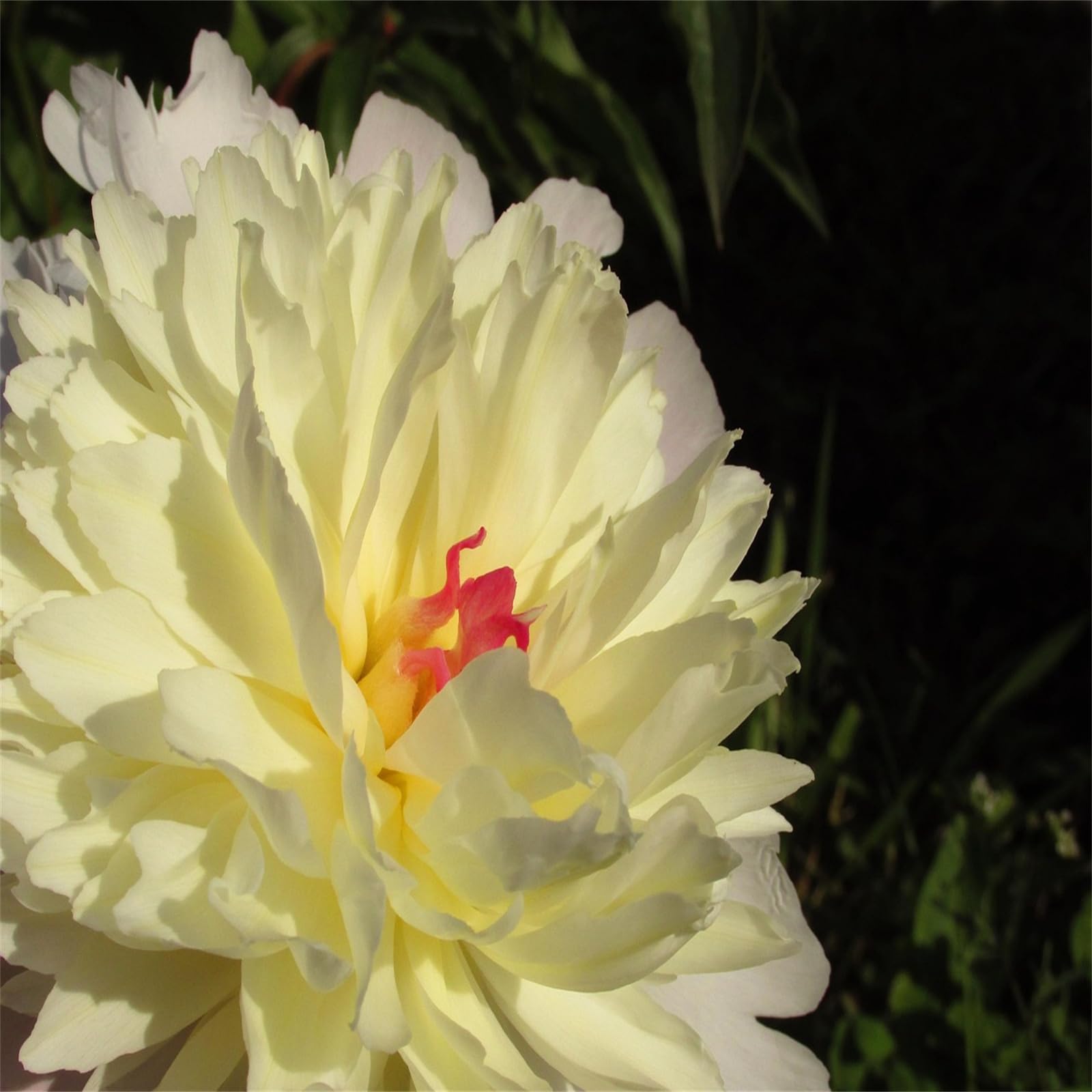 Excellent Display Indoor Perennial Balcony Garden Bulbs Can Be Potted Aromatic, Peony Bulbs, Plant Bulbs, Bulbs Mix, Peony Plant Flowering Rhizome, Peony Bulbs for Planting Now UK, 4bulbs-C