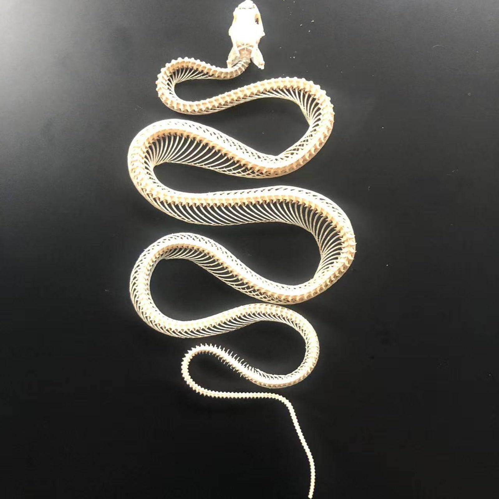Tassidermia Animali Veri Scheletri di Serpente Teschi, Specimen di Scheletro di Serpente a Corpo Intero, Materiale di Tassidermia per l'Educazione Scientifica, Regalo Speciale