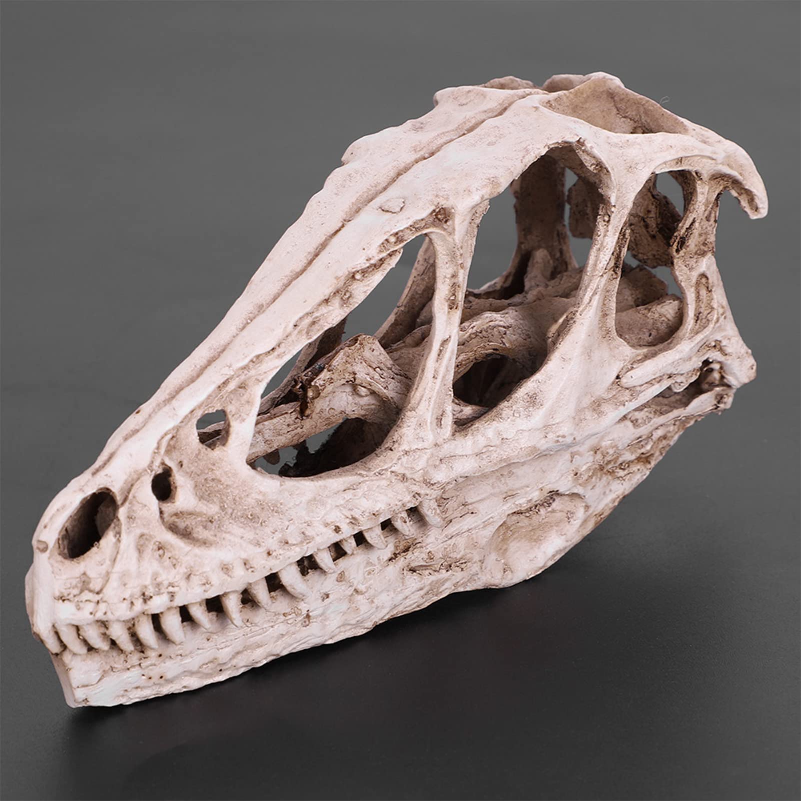 Réplica de Modelo de Cráneo de Resina, Fósil de Cráneo de Diente de Dinosaurio, Modelo de Cráneo de Dinosaurio de Resina, Esqueleto de Animal Simulado