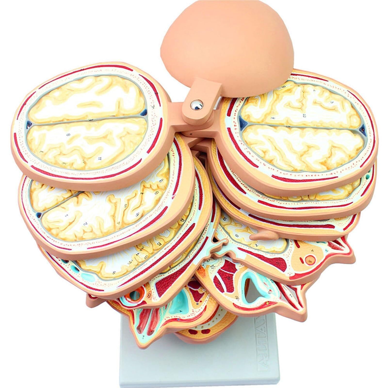 KUIOPNET Human Anatomical Brain Model, Detachable Splice Simulation Brain Model with 12 Parts of Slices, Digital Identity Key Point Design and PVC Hand-Painted