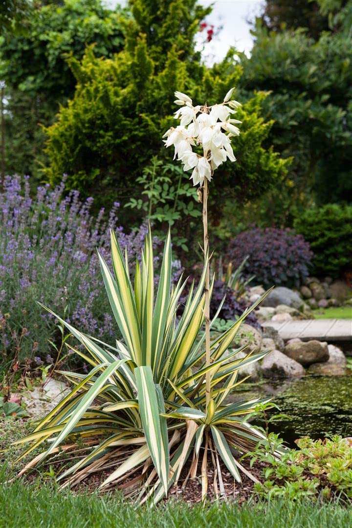 sansevieria bayonet plant Sansevieria Trifasciata (Rectangle) – Interior Foliage Design