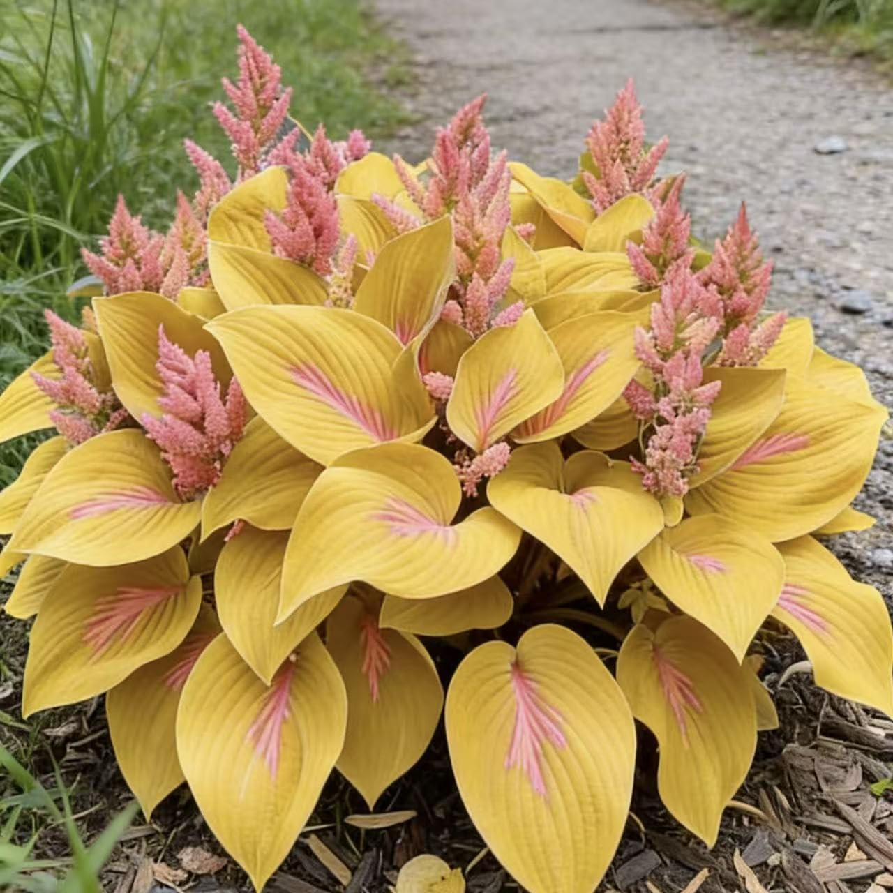 Hosta Seeds 200 or 400- Create a Lush Garden, Mottled Leaves and an Oasis of Easy-Grow Perennial Seeds. Used for Outdoor and Container Garden Planting. (White,200) — view 2