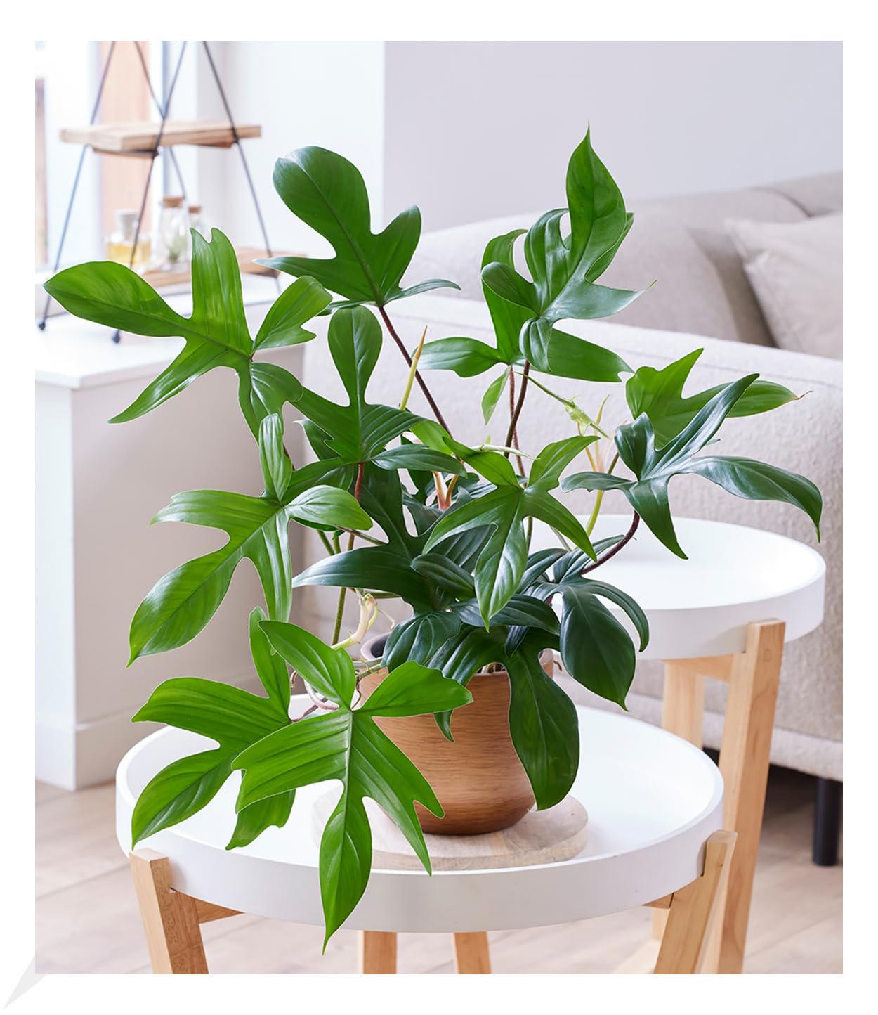 BALDUR Garten 1x Philodendron 'Florida Green', Pflanze im 12 cm-Topf,  Zimmerpflanze luftreinigend, verbessert das Raumklima, Grnpflanze,  mehrjhrig - frostfrei halten, pflegeleicht : Amazon.de: Garten