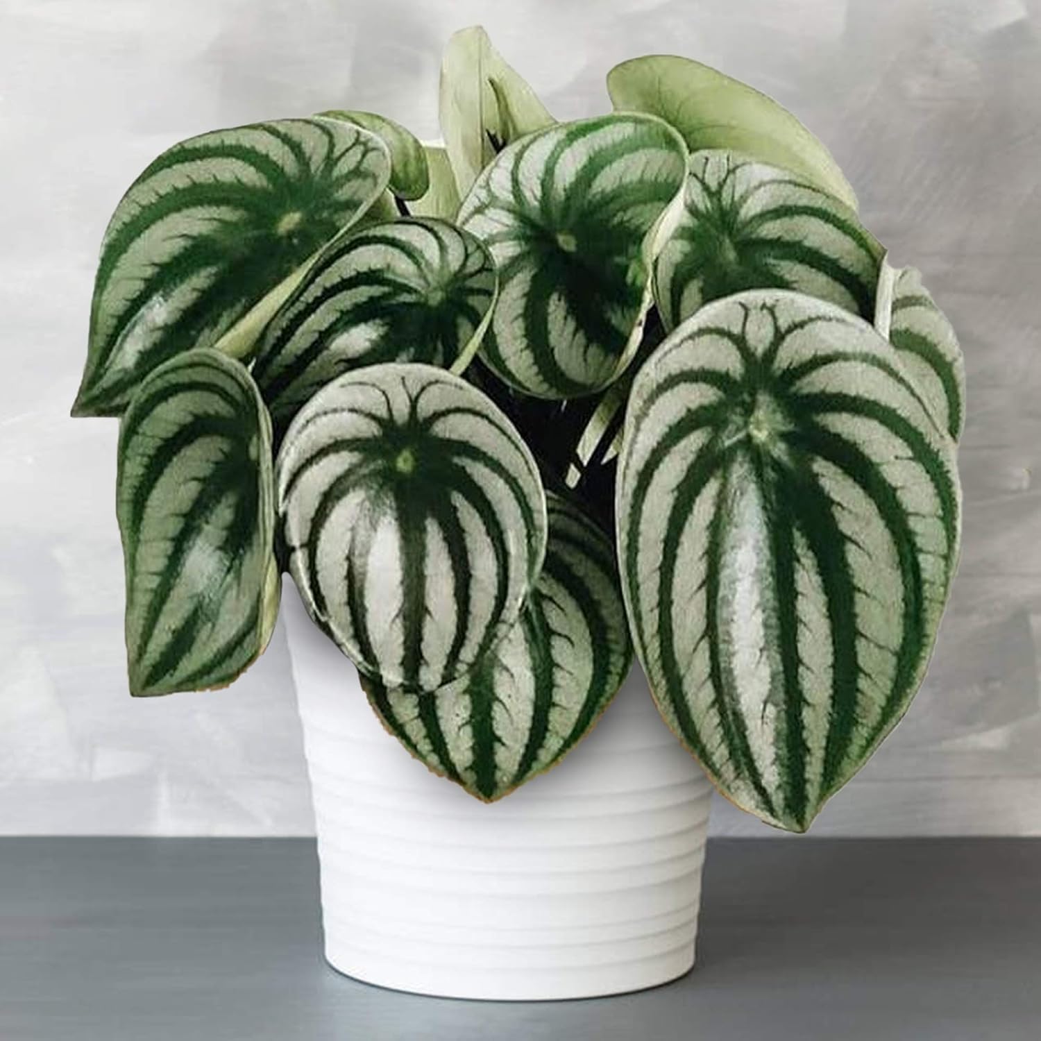3 x Ensemble de Plantes d'Intérieur Amicales pour Animaux - Collection de Fougère de Boston, Peperomia Pastèque et Calathea Surprise Star - Mélange de Plantes d'Intérieur Amicales pour Animaux.