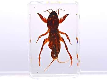 樹脂封入シロアリ女王卵巣標本 70mm★本当に珍しい標本★ 樹脂封入シロアリ女王卵巣標本 70mm☆本当に珍しい標本☆ 樹脂 標本