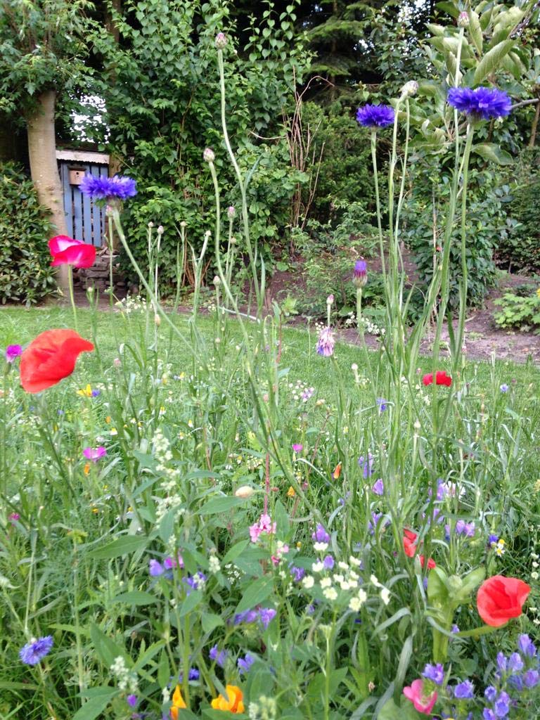 Blumensamen Bienenfreude Wildblumenmischung Saatgut Insekten Bienen bunte Seedbombs Samen 100-500 m² zur Auswahl ein- und mehrjährig (für 500 qm)