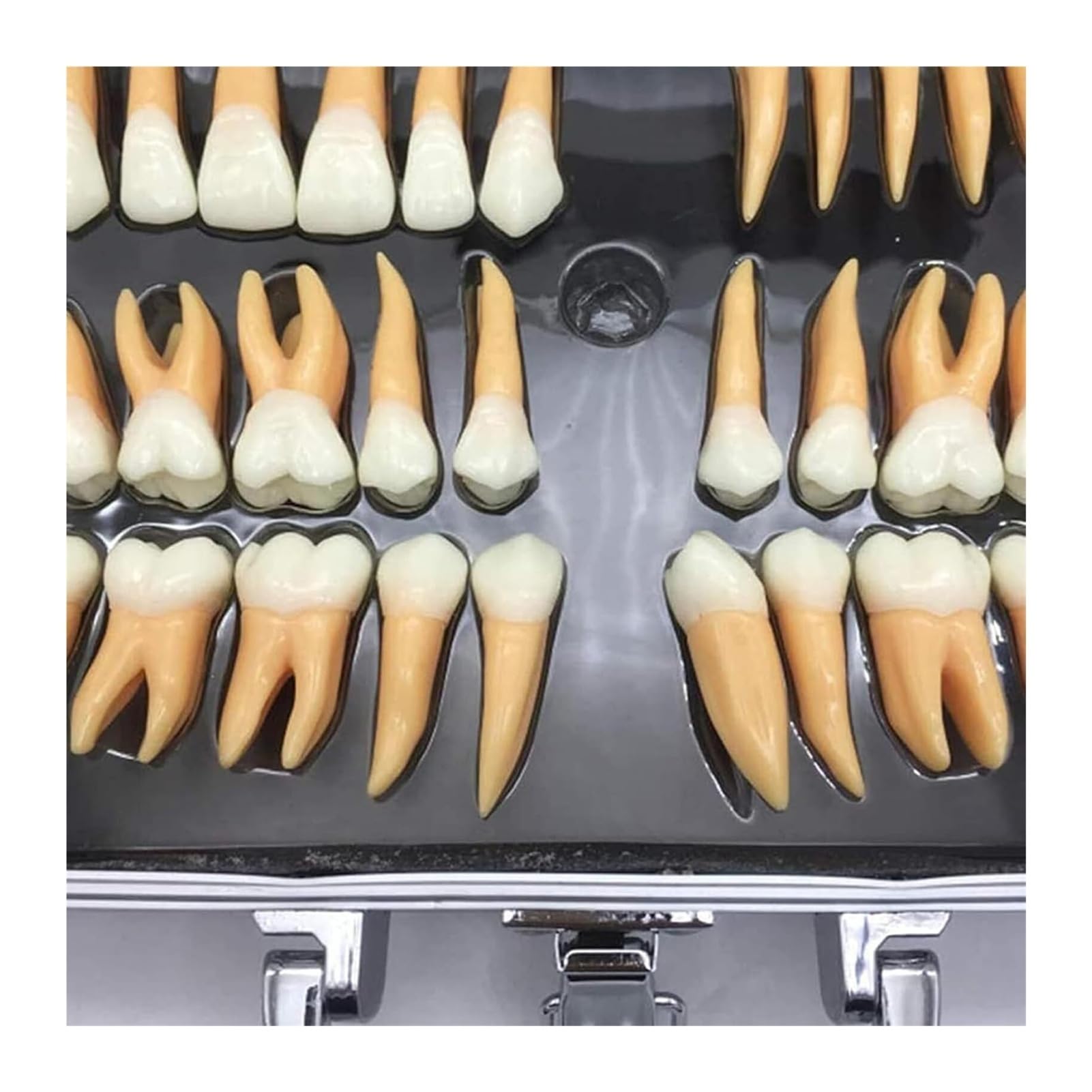 Model zębów dentystycznych powiększony 2,5 razy - 32 szt. Zestaw zębów dla dorosłych z etui do przechowywania, powiększone dwukolorowe zęby Narzędzia edukacyjne i dydaktyczne